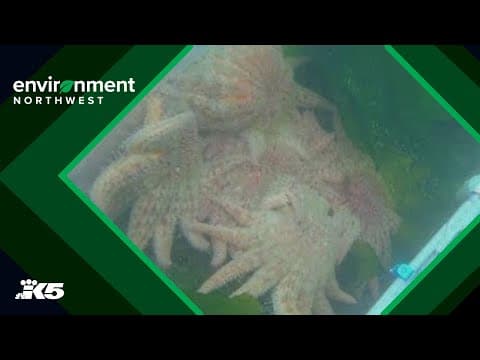 Saving a species: UW scientists release first lab-grown sea stars