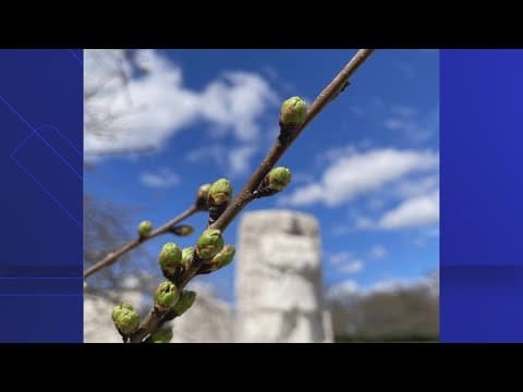 Cherry blossoms move into stage 2!