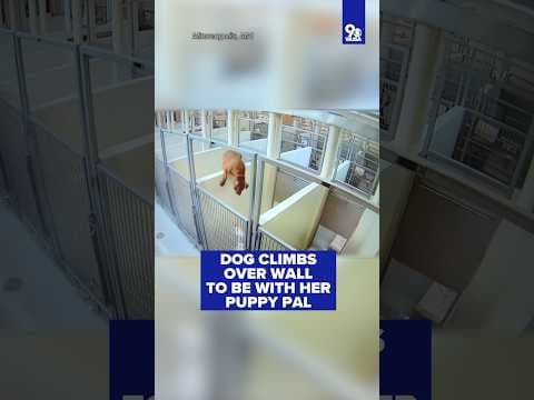 Dog climbs over wall to be with her puppy pal in animal shelter