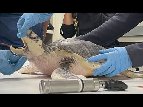 Kemp's Ridley sea turtle that washed ashore in The Netherlands flown to Houston