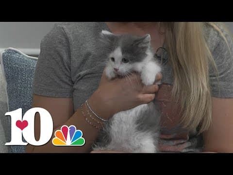 Meet the Pet of the Week: Franny