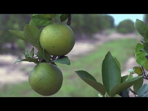 Deadly pest and disease threaten California's citrus trees