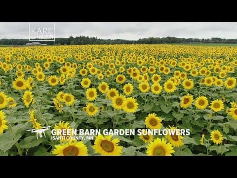 KARE in the Air: Isanti Green Barn Sunflowers