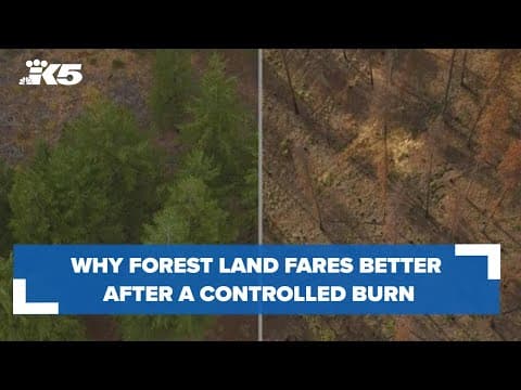 Why some forest land fared better in the Schneider Springs wildfire