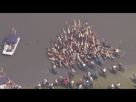 Virginia's 99th annual Chincoteague Pony Swim!