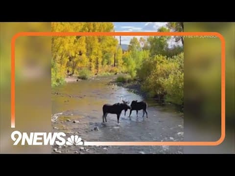 Colorado agency warns about defensive moose