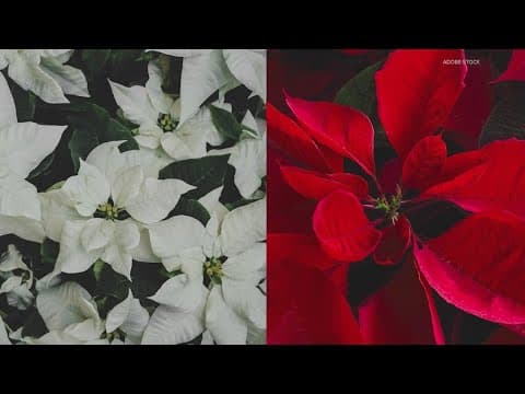 Are poinsettias deadly to cats and dogs?