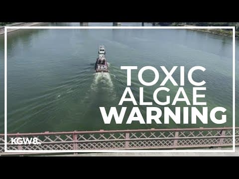 Algae blooms in the Willamette River prompt advisories from Oregon Health Authority