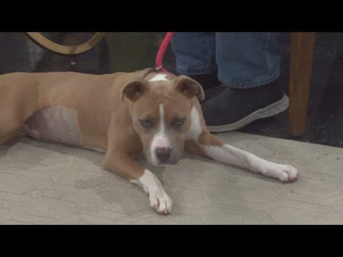 Paw-di Gras supports animal well being