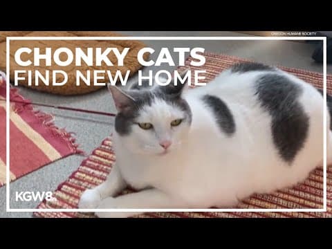 'Chonky' pair of cats at Oregon Humane Society find a new home