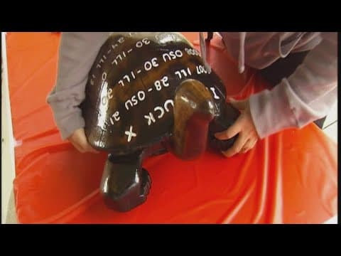 Illinois football fans reveal how much they know about the 'Illibuck' trophy