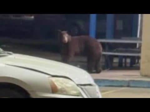 Black bear sighting in Fannin County, Texas
