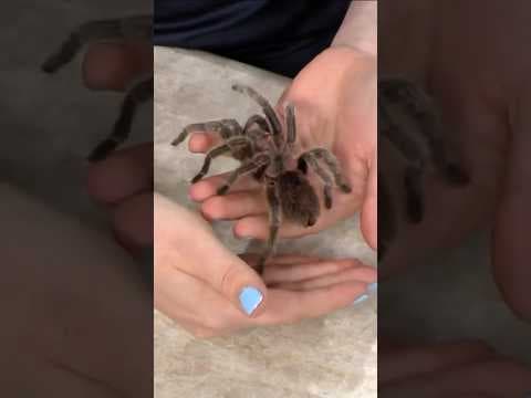 Rosie the Tarantula has been the star of Denver’s Butterfly Pavilion for decades