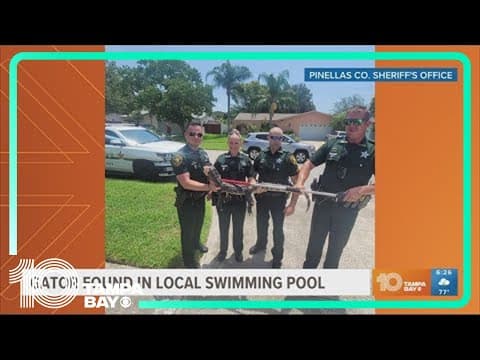 Pinellas County deputies wrangle gator from swimming pool
