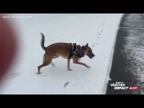 Houston snow: Dogs are having a blast in it!