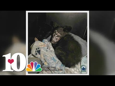 ABR takes in malnourished cub with burns on face, 5 cubs test positive for strep infection