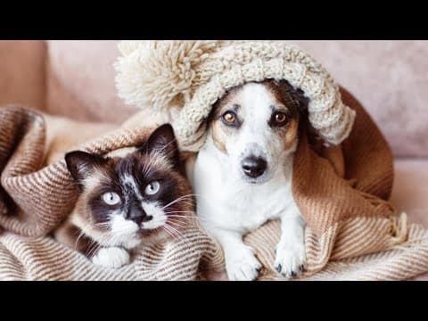 Indianapolis Animal Care Services asks for help for animals during cold weather