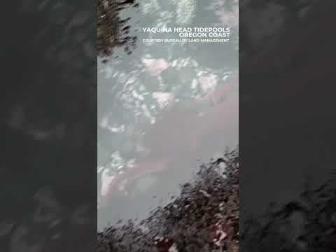 Giant Pacific octopus spotted in Oregon coast tidepools