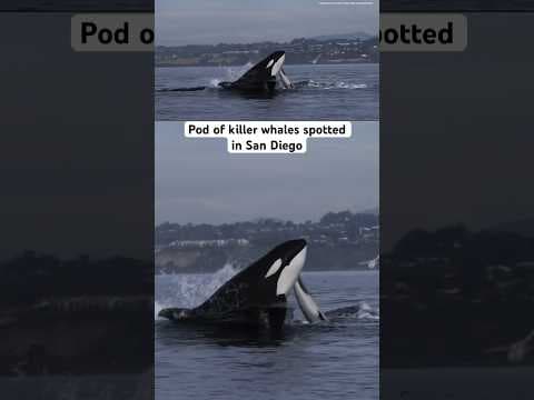 Pod of killer whales spotted in water off San Diego coast #animals #whale #ocean