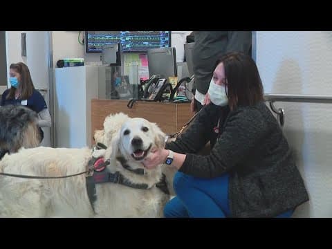 The power of the paw: Ohio State dog therapy program helping ease stress
