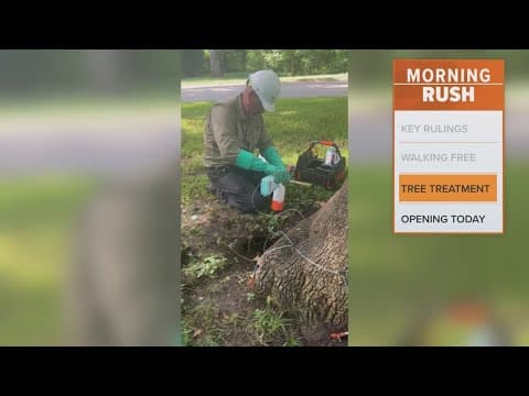 Tree-killing beetle invades North Texas
