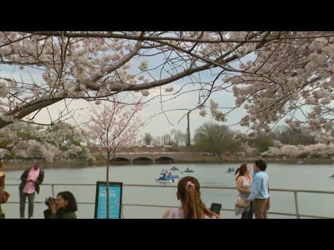 DC cherry blossoms hit peak bloom
