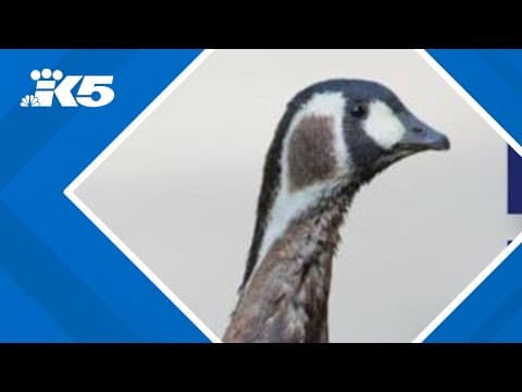 Red-breasted goose at Woodland Park Zoo dies from bird flu