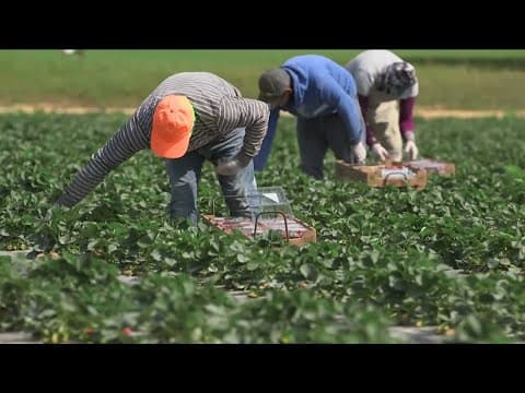 US immigrant workforce shrinks by 1.2 million amid policy concerns, research says