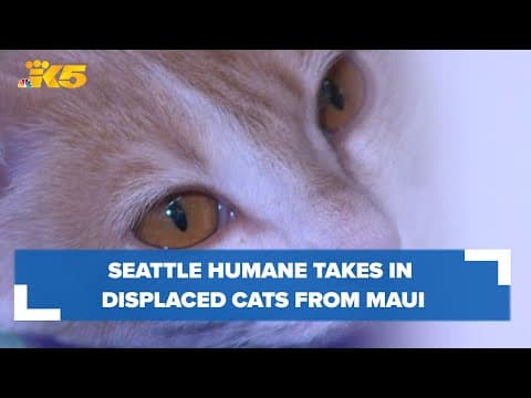 Seattle Humane takes in displaced pets from Maui