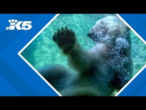 Polar bear leaving Point Defiance Zoo