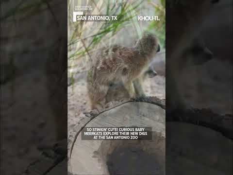 Adorable baby meerkats at San Antonio Zoo #shorts