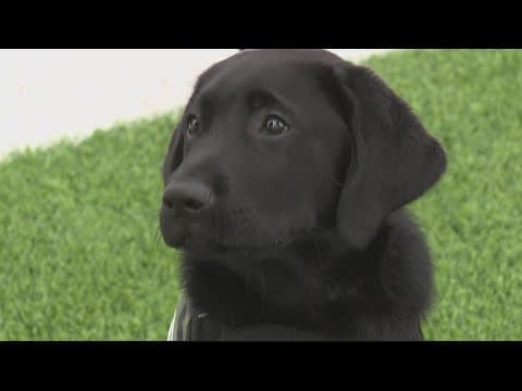 'Chief' the dog is helping veterans in honor of Ron Rivera's late dad