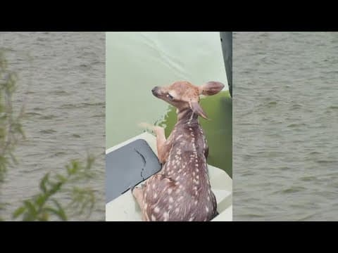 North Texan saves baby deer from drowning in Lake Lewisville on Memorial Day