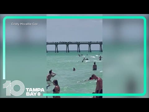 Shark spotted in Florida panhandle beach sends people rushing out of water
