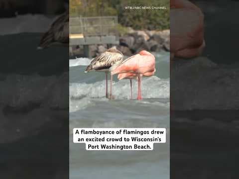 Flamingos surprise fans at Wisconsin beach. Yes, Wisconsin.