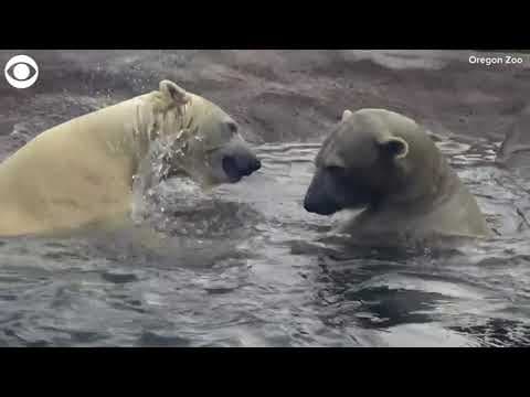 Polar bear sisters meet for the first time at the Oregon Zoo