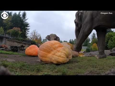 Elephants squish pumpkins at Oregon Zoo