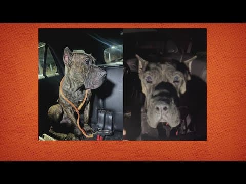 Is this your dog? Park Police find pup wandering on Montgomery Co. trail