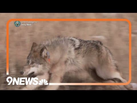 Video muestra a 5 lobos grises liberados en Colorado