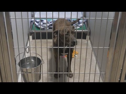 Dog on road to recovery after being shot in the face and left to suffer in North Texas