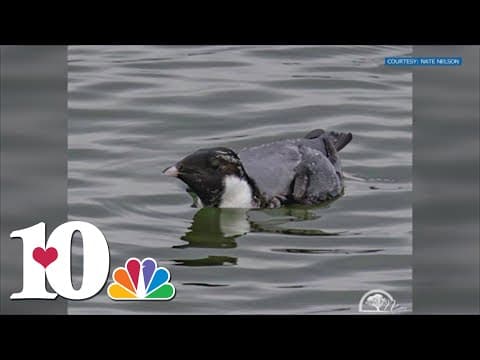 Extremely rare bird spotted in Chickamauga Lake