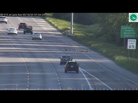 ODOT video shows geese on shoulder of state Route 315