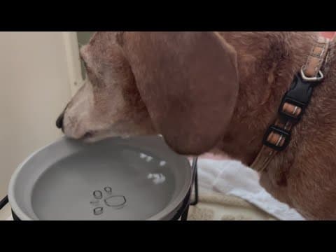 Saltwater could prove toxic to pets