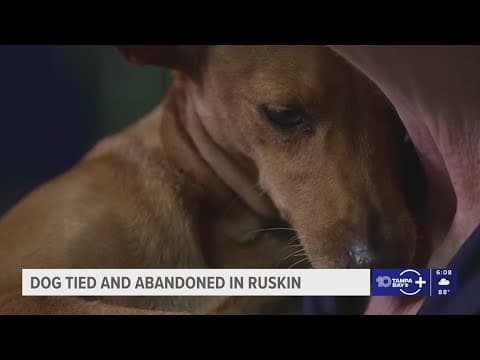 Ruskin dog found with paws tied up on side of road
