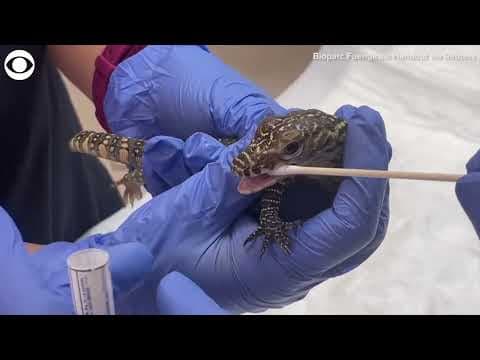 Five Komodo dragons hatch at zoo in Spain