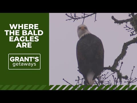 Where the bald eagles soar in Willamette Valley