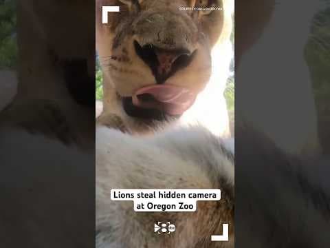 Lions steal hidden camera at Oregon Zoo