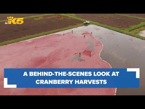 How environmental impacts affect cranberry harvests in Washington
