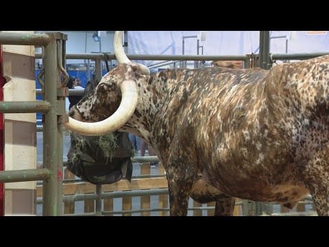 Stephanie Simmons takes Victor Jacobo along to see the animals at RodeoHouston