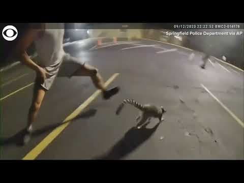 Escaped pet lemur leads police on chase in Missouri